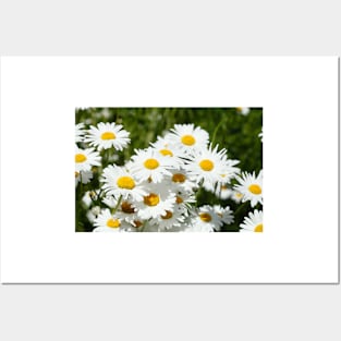 daisies Posters and Art